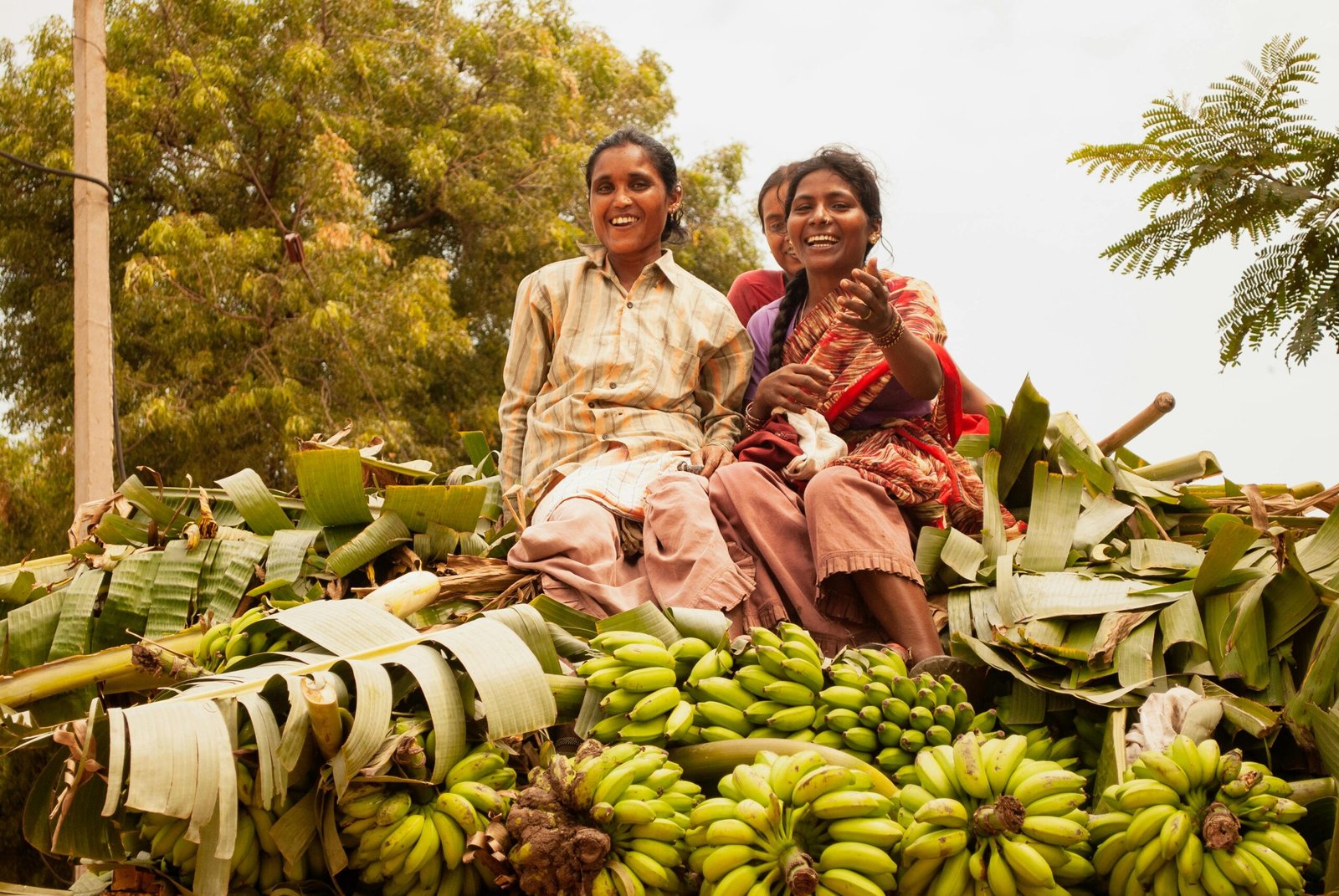 Banana crops India Future Now Green News