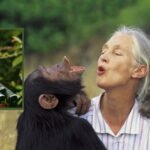 Jane Goodall FNGN