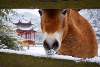 Year of the horse China FNGN