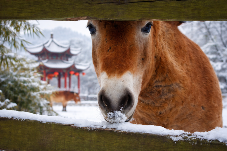 Year of the horse China FNGN